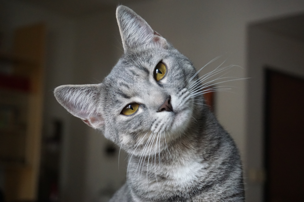 The 3 Best Smart Self-Cleaning Litter Boxes to Upgrade Your Home in 2026