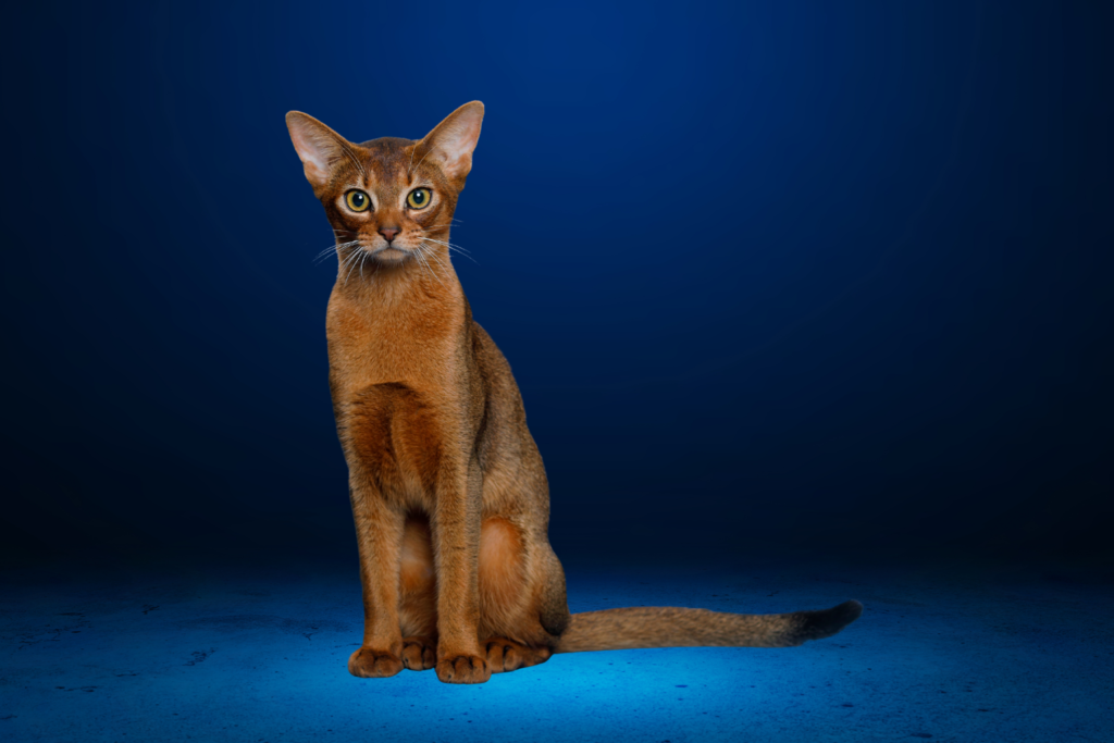 Abyssinian Cat