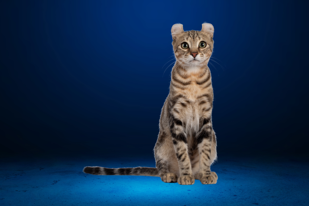 American Shorthair Cat
