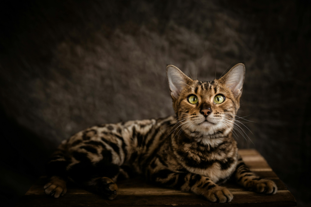 Bengal cat with dramatic rosetted coat in a modern home