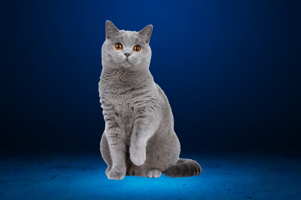 British Shorthair Cat