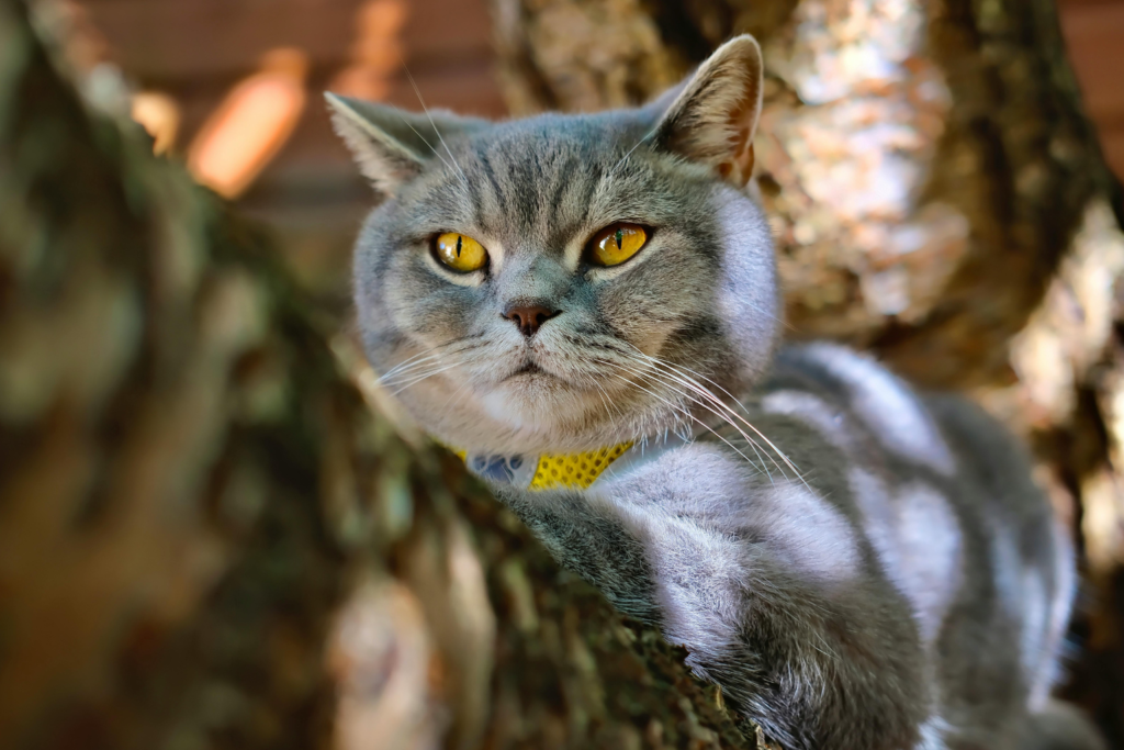 Blue British Shorthair cat with copper eyes relaxing in a modern home