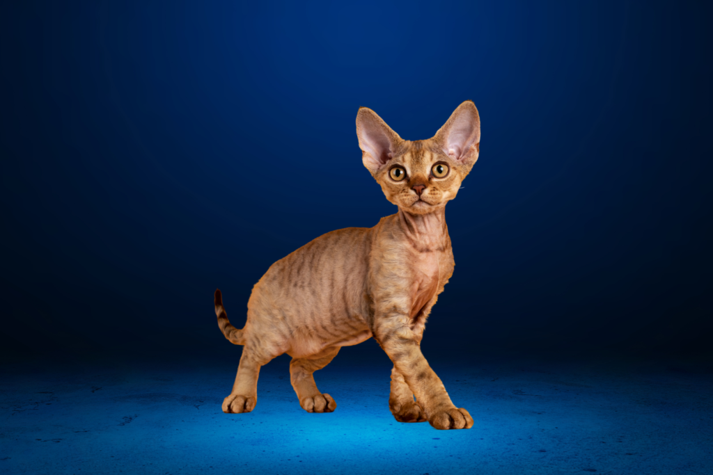 Devon Rex Cat
