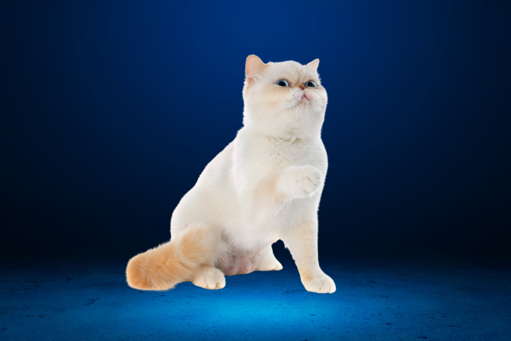 Exotic cat