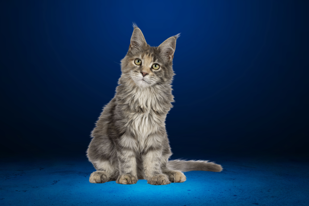 Maine Coon Cat
