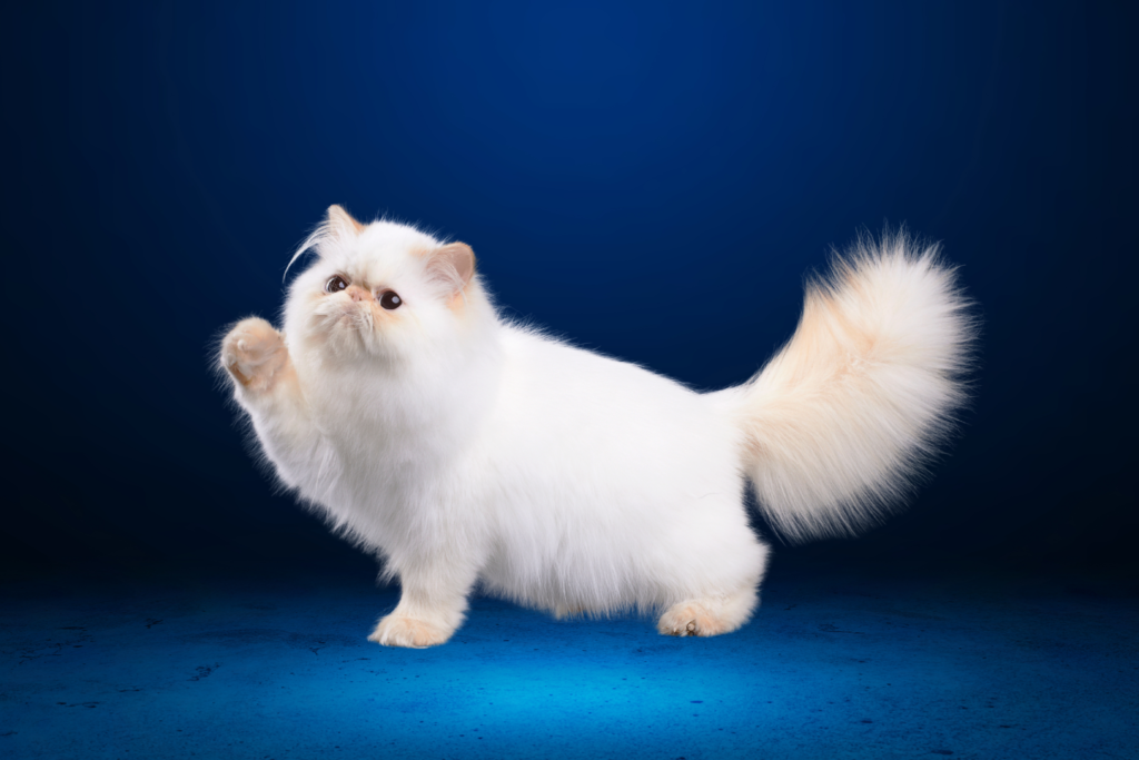 Persian Cat