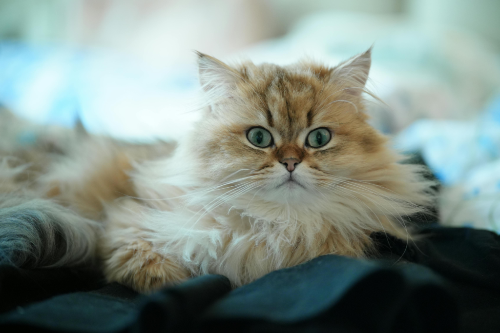 White Persian cat with a long coat resting in a modern cream living room
