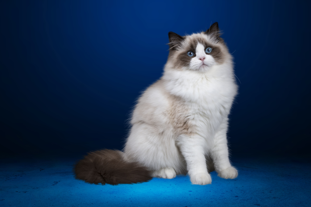 Ragdoll Cat