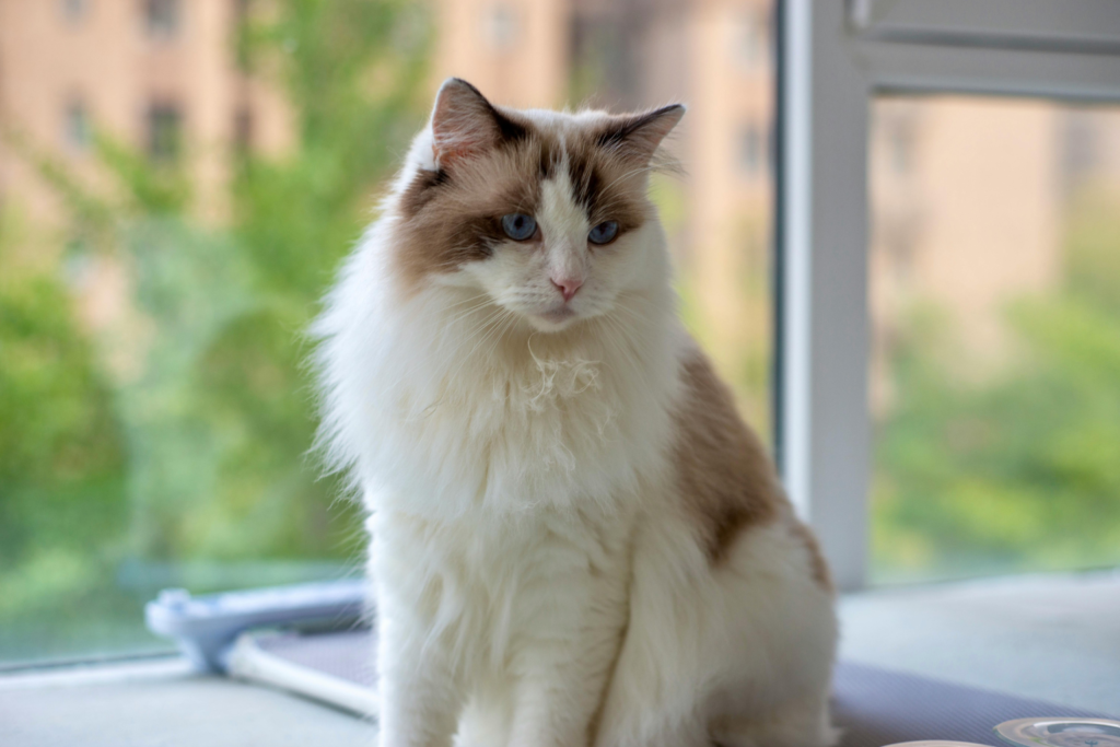 Large seal-point Ragdoll cat with vivid blue eyes and a silky semi-long coat resting indoorsrelaxing in a modern home