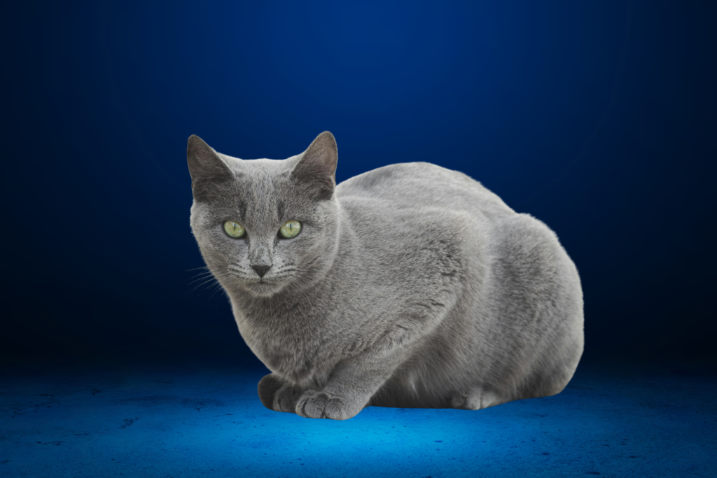 Russian Blue Cat