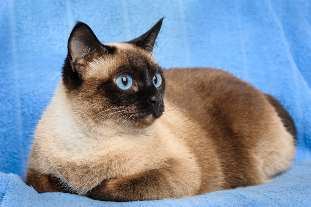Seal point Siamese cat with blue eyes in a modern elegant home.