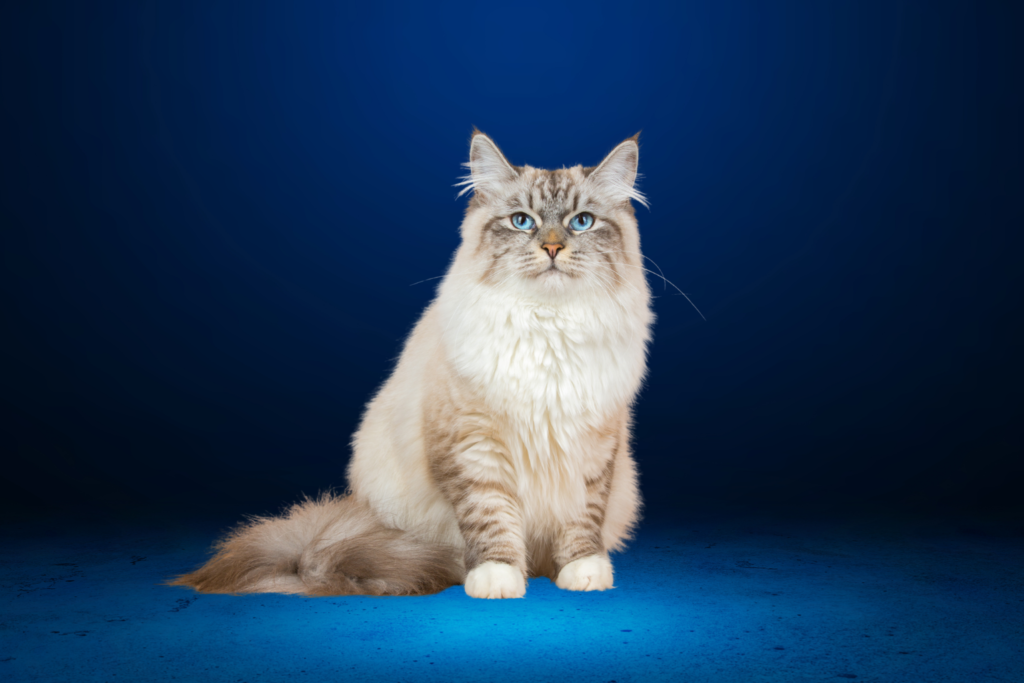 Siberian Cat