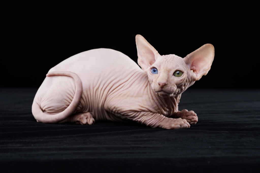 Sphynx cat with large ears and wrinkled skin relaxing in a modern home