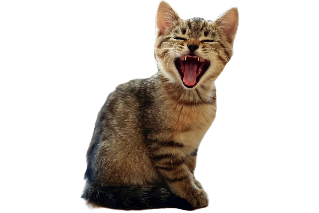The 3 Best Smart Feeders and Fountains to Elevate Your Cat’s Dining in 2026