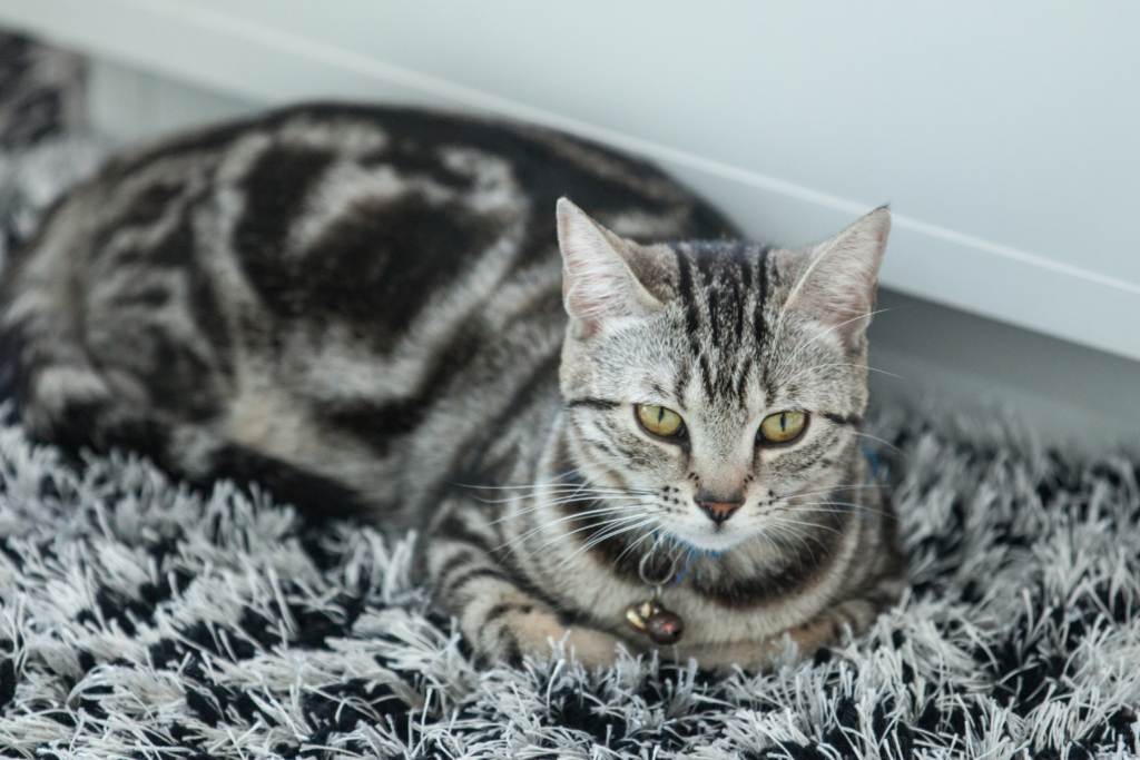 Silver tabby American Shorthair cat relaxing in a modern American home.