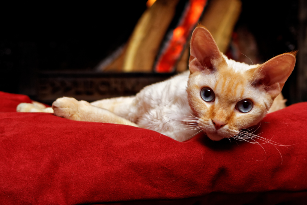 Devon Rex cat with large ears and a short wavy coat in a modern home