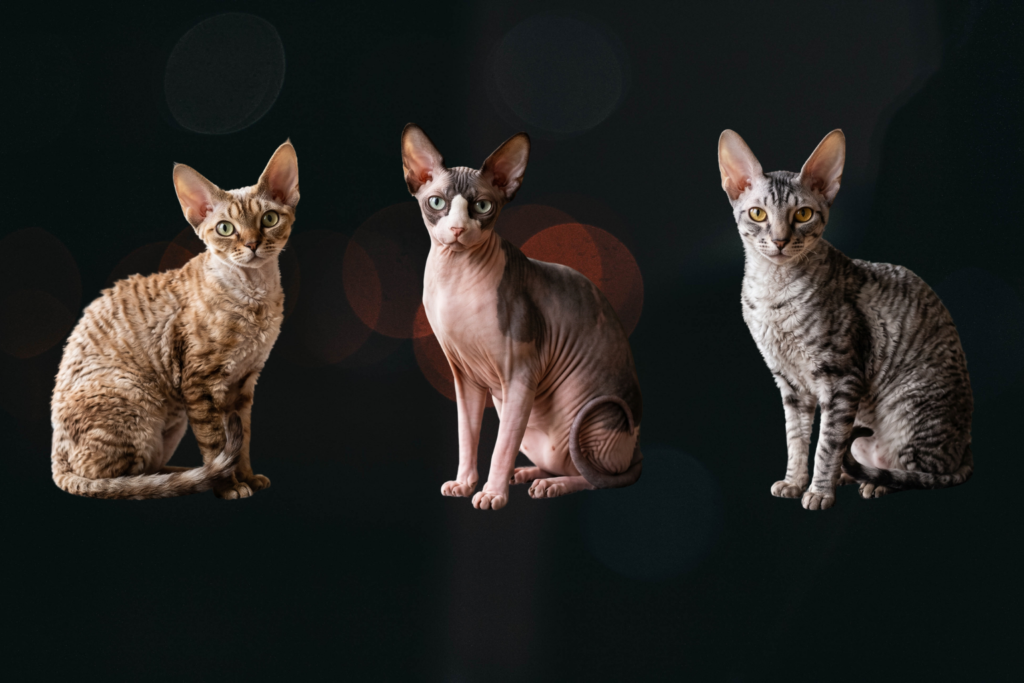 Devon Rex vs Sphynx vs Cornish Rex Devon Rex vs Sphynx vs Cornish Rex