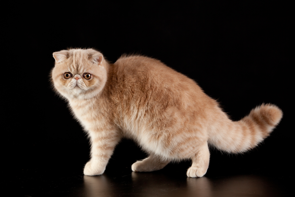 Exotic Shorthair cat with round face and plush coat relaxing in a modern home.