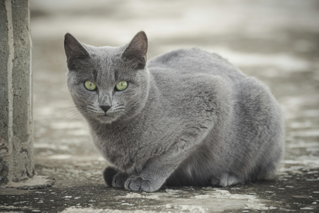Russian Blue cat with silver-blue coat and green eyes in a modern home