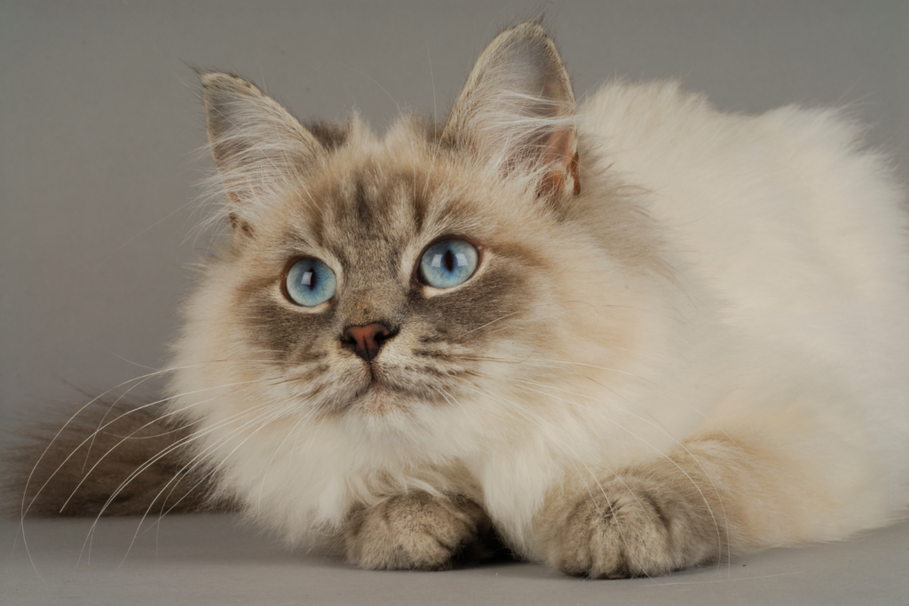 Siberian cat with a thick triple coat relaxing in a modern home