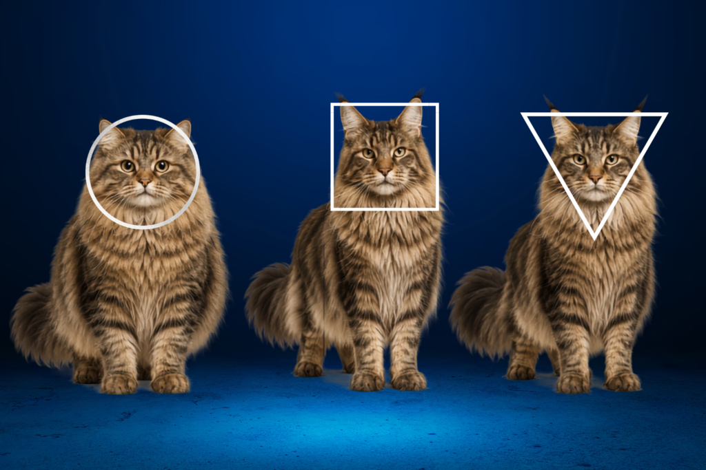 Siberian vs Maine Coon vs Norwegian Forest Cat__ Siberian vs Maine Coon vs Norwegian Forest Cat
