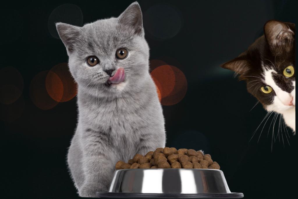 Two indoor cats showing tension around food bowls in a modern kitchen