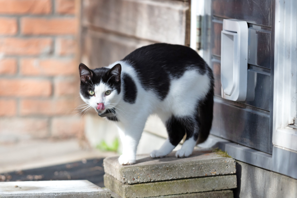 Indoor cat waiting beside an open front door while a person blocks the exit