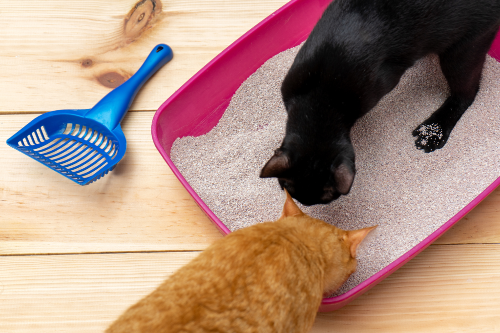 Indoor cat vigorously digging and kicking litter from a litter box